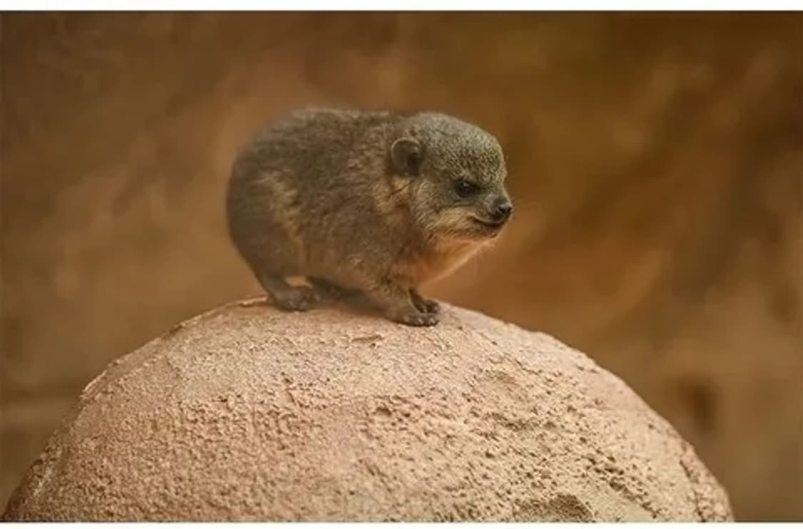 galwixn님 결제창 상품이미지1