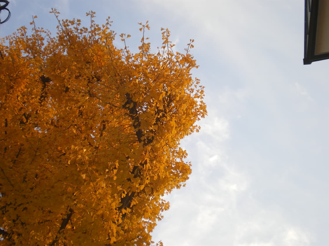 💜 펜탁스 Optio M40 퍼플 ✨ 감성디카 풀박스 세트 💕 상품이미지4