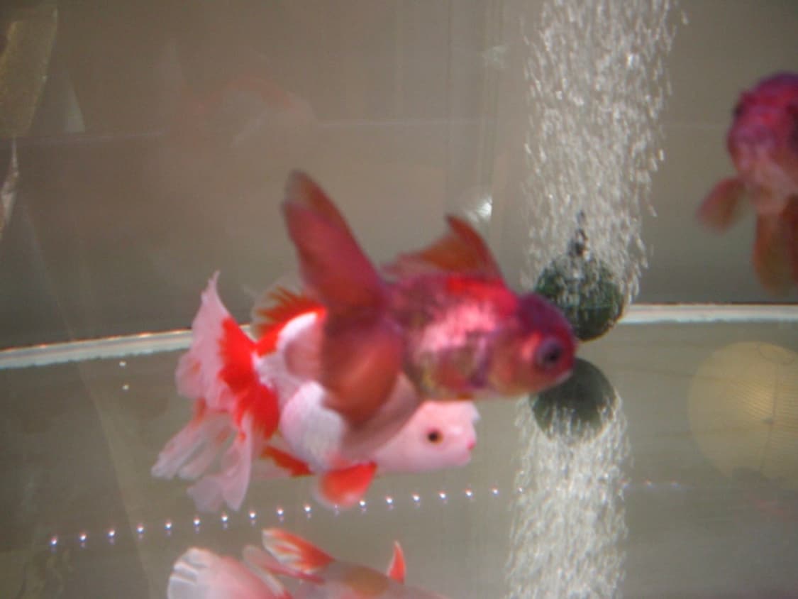 작례 O) 카시오 엑슬림 Casio Exilm EX-S500 상품이미지6