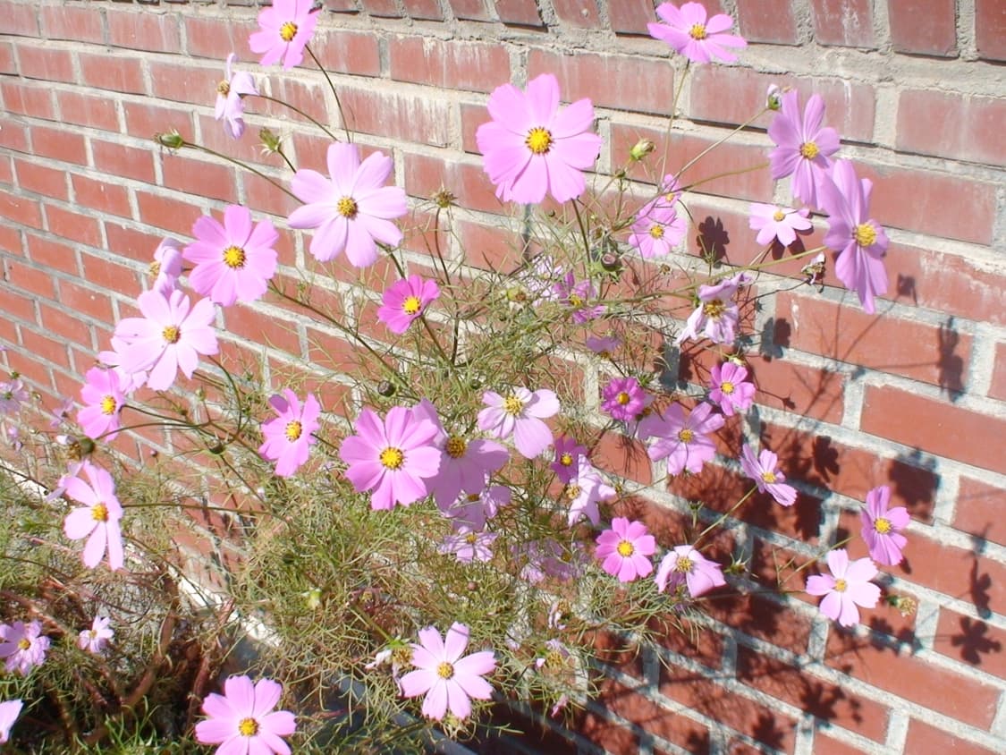 Sony HDR-SR1 / 소니 캠코더 / 빈티지 캠코더  상품이미지10