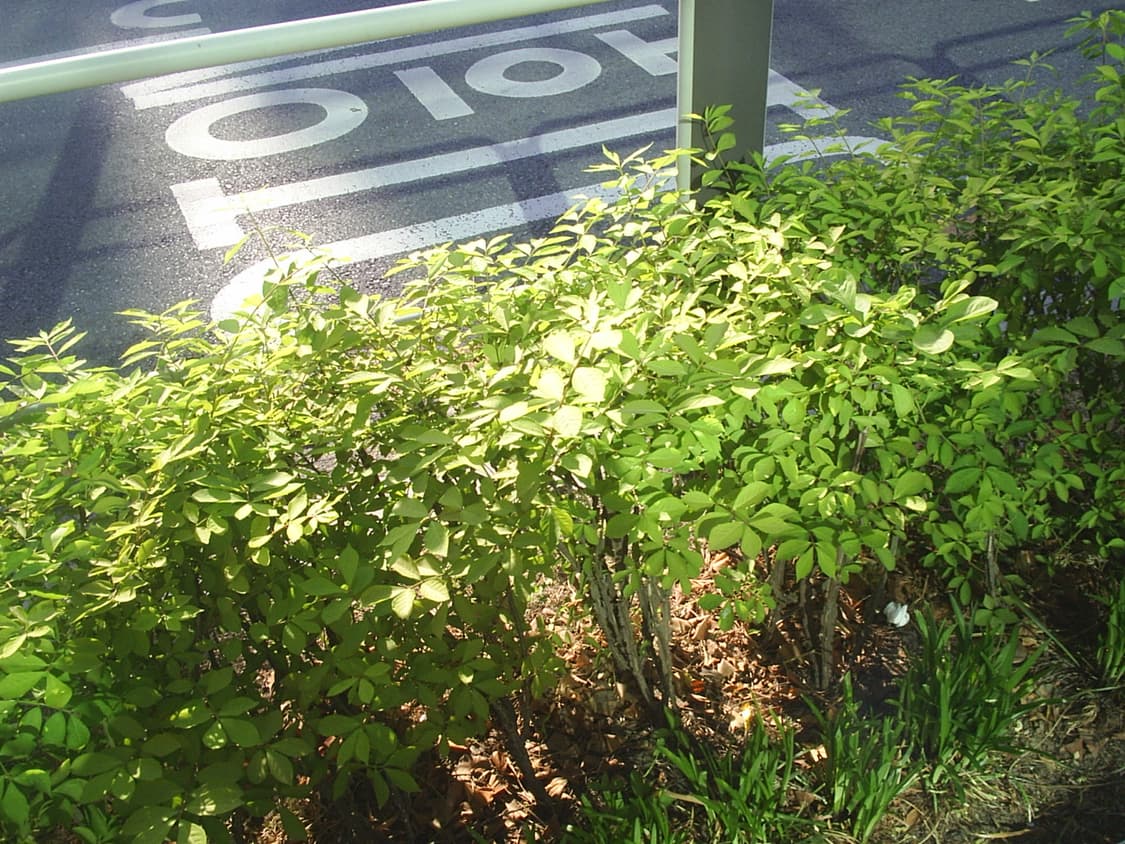 삼성 디지맥스301디카 상품이미지9