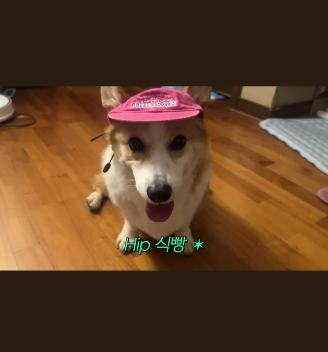 펜필드 강아지 모자 (새제품) 상품이미지5