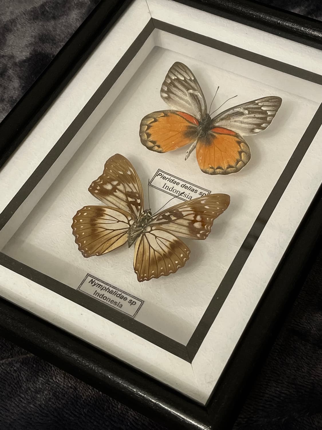리얼 나비 박제 액자 인테리어소품 상품이미지1