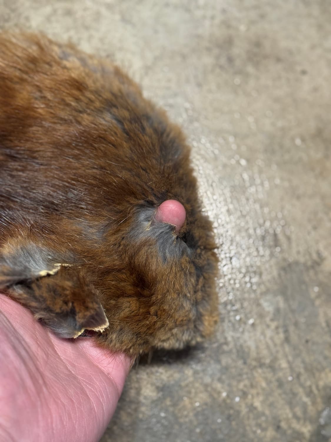 OS ) 60s STETSON 상품이미지9