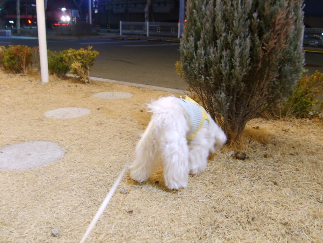 작례O 삼성 케녹스 Kenox S500 빈티지 디지털 카메라 디카 상품이미지7