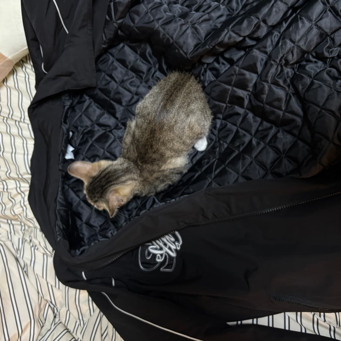 디스이즈네버댓 바시티 자켓(L) 상품이미지6