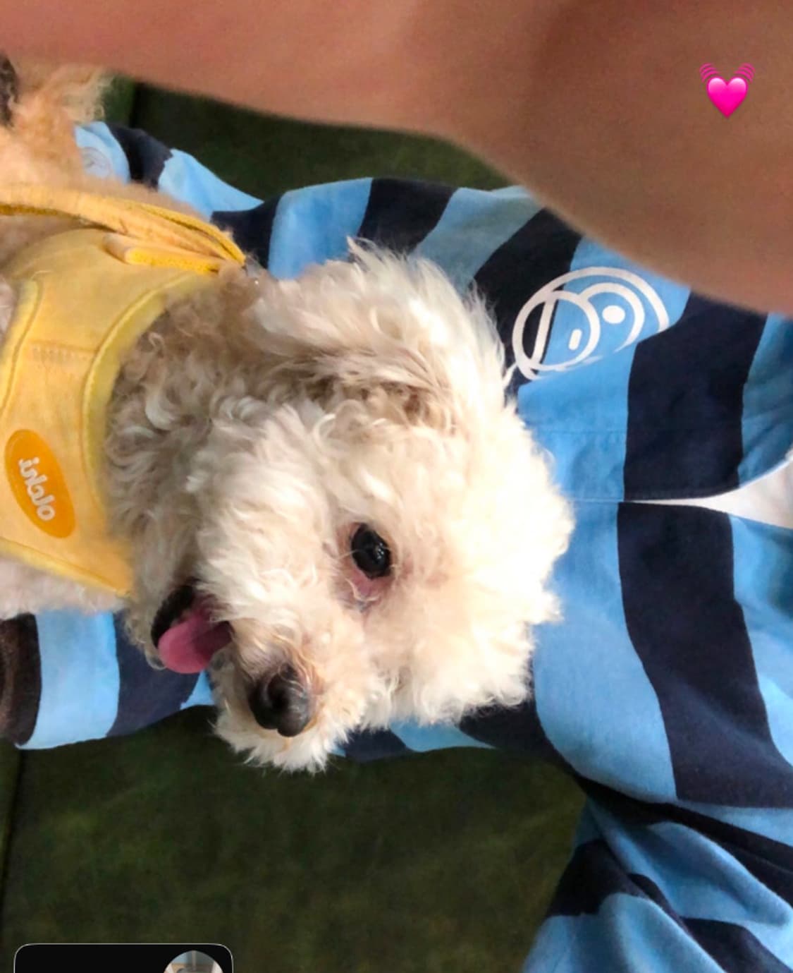 급전/처분/베이비마일로 베이프 카라티 롱슬리브 상품이미지2