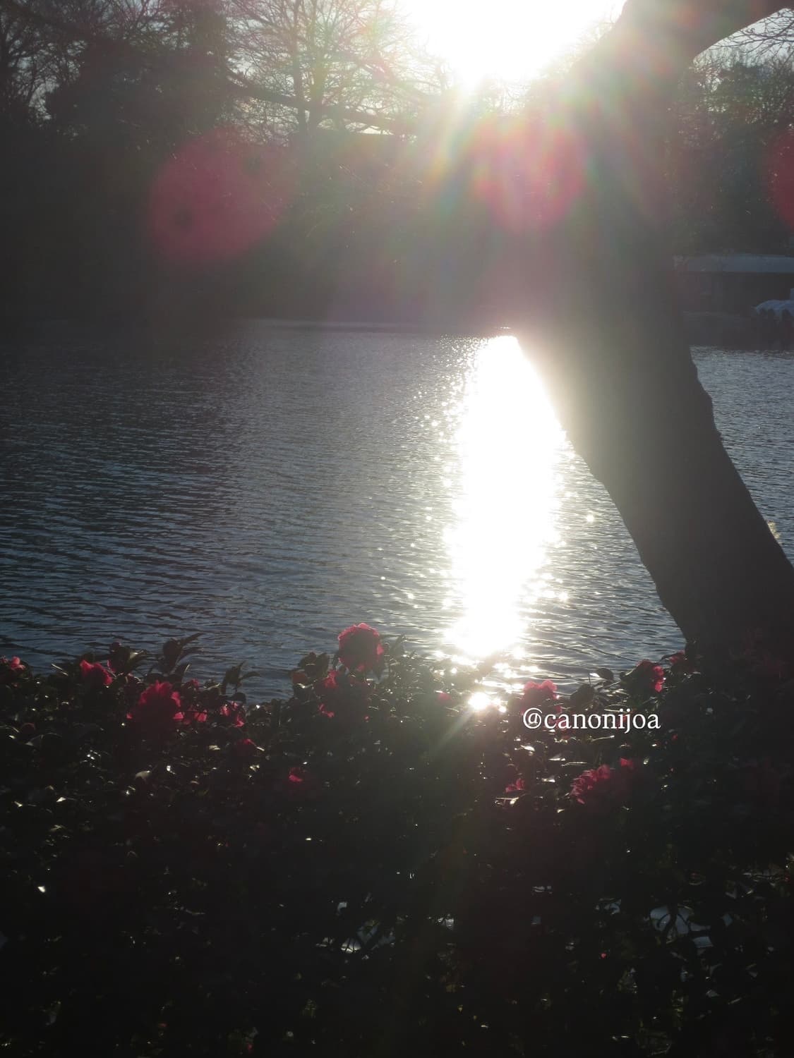 [희귀풀박스!] 캐논 익시 430f (익서스 245hs) 베이비핑크 디카 상품이미지8