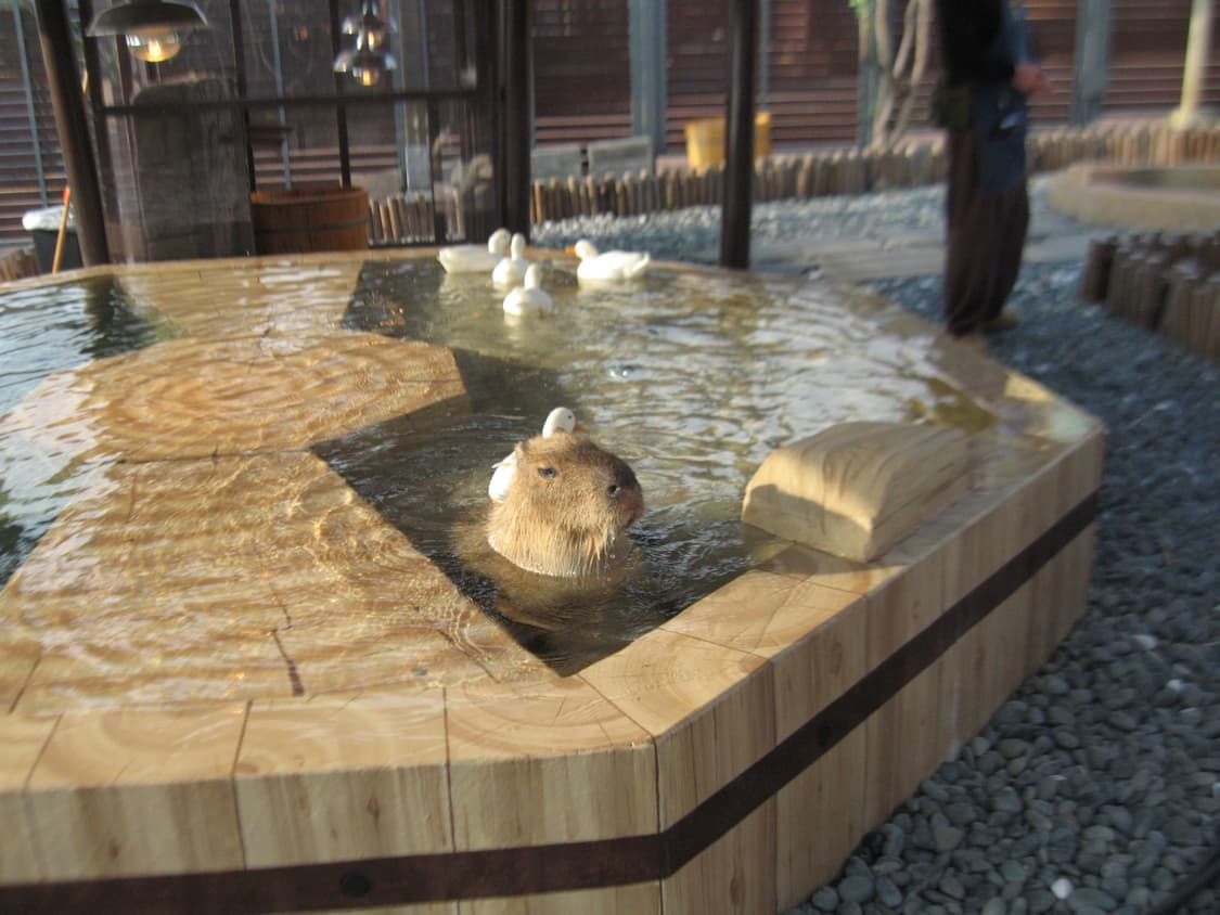 캐논 익서스750(canan ixus750) 상품이미지8