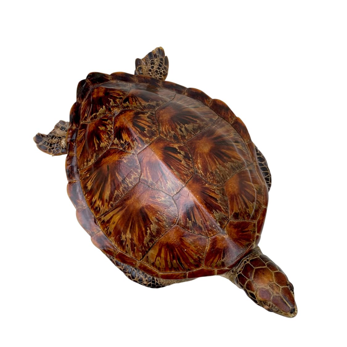Vintage 50cm Sea Turtle Taxidermy Object 상품이미지1
