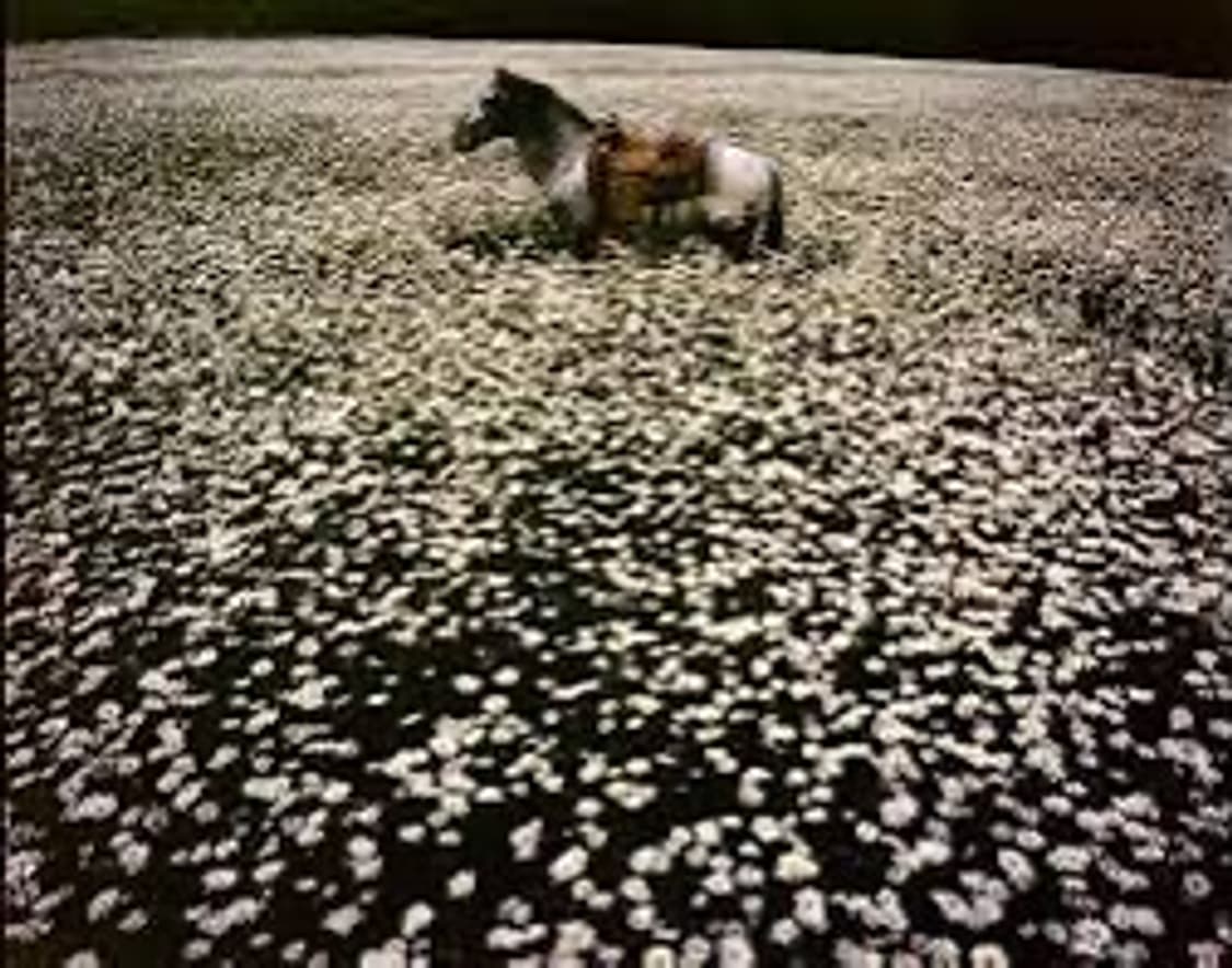 [구해요]린다 매카트니 데이지 포스터  상품이미지1