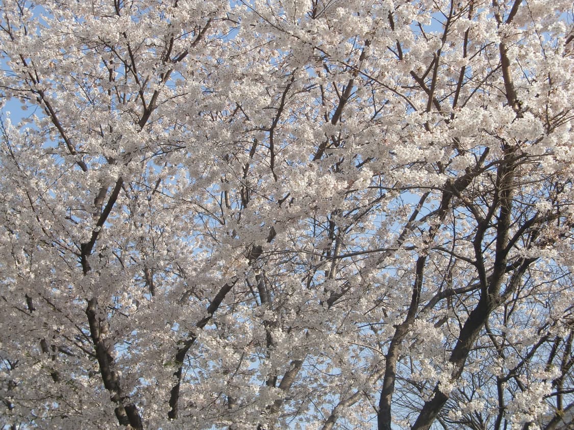 메이크업모드&초희귀!) Casio Exilim EX-H10 디카 카메라 상품이미지6