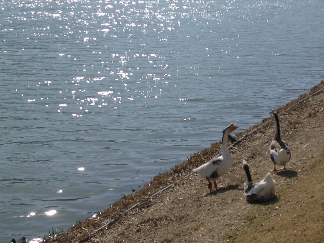 (작례o) 니콘 쿨픽스 3100 디카 상품이미지4