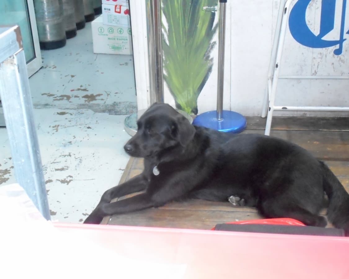 니콘 쿨픽스 s3600 빈티지 디지털 카메라 | 직접 찍은 작례 있음 상품이미지7