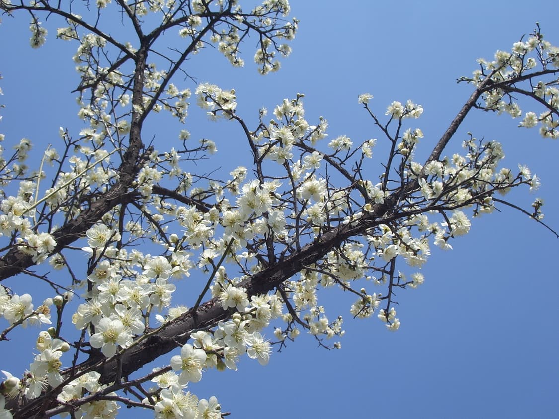 펜탁스 옵티오 S40 Pentax Optio 디카 핑크 상품이미지8