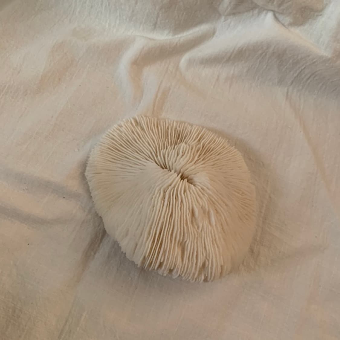 Round Coral Objet (S) 상품이미지4