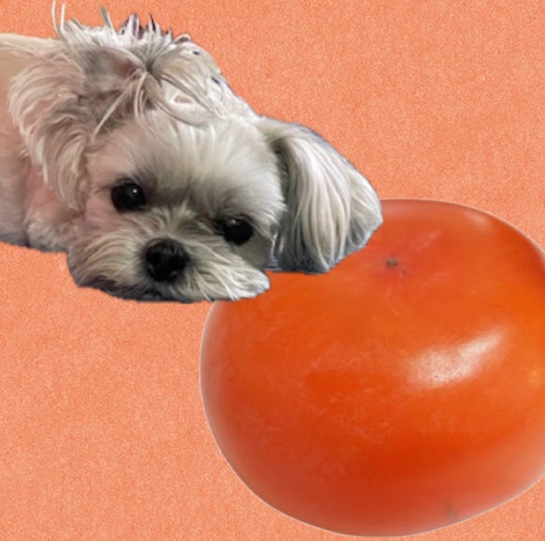 shakishaki님 개인 결제창 상품이미지1