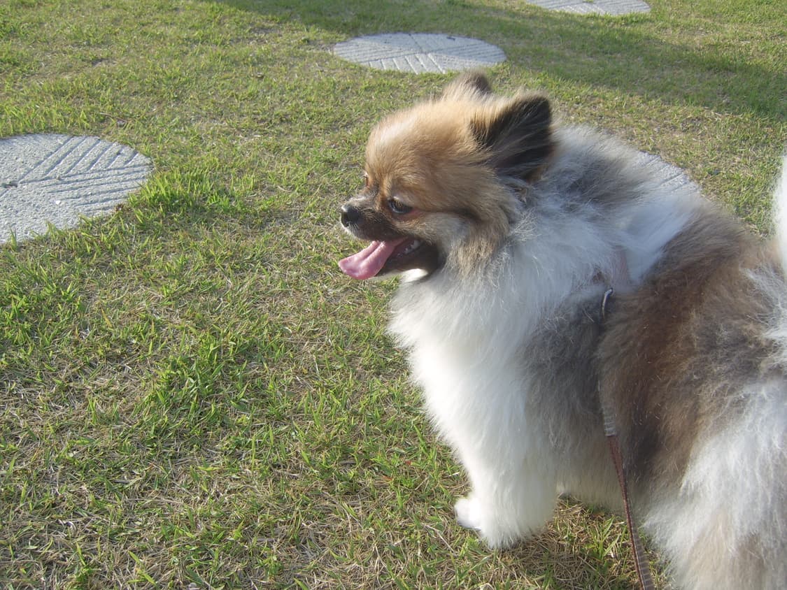 희귀/작례O) 삼성 케녹스 D60 KENOX 디지털 카메라 디카 상품이미지6