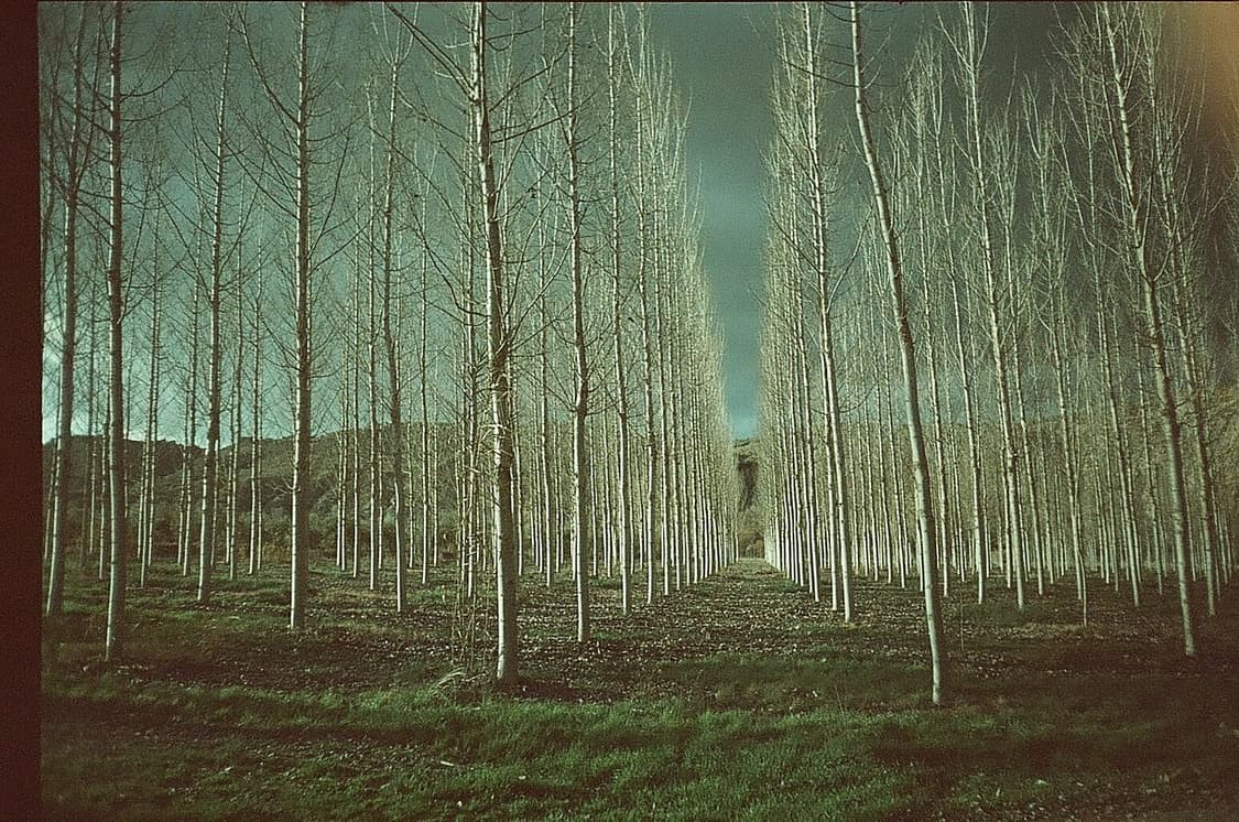 작례 포함 입문 스냅용 단렌즈 삼성 Thank-Q 필름카메라 빈티지 필카 상품이미지3