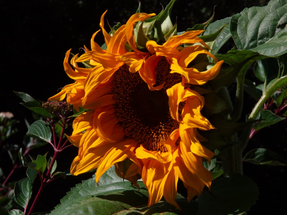 미놀타 DiMAGE A2 하이엔드 디카 상품이미지8