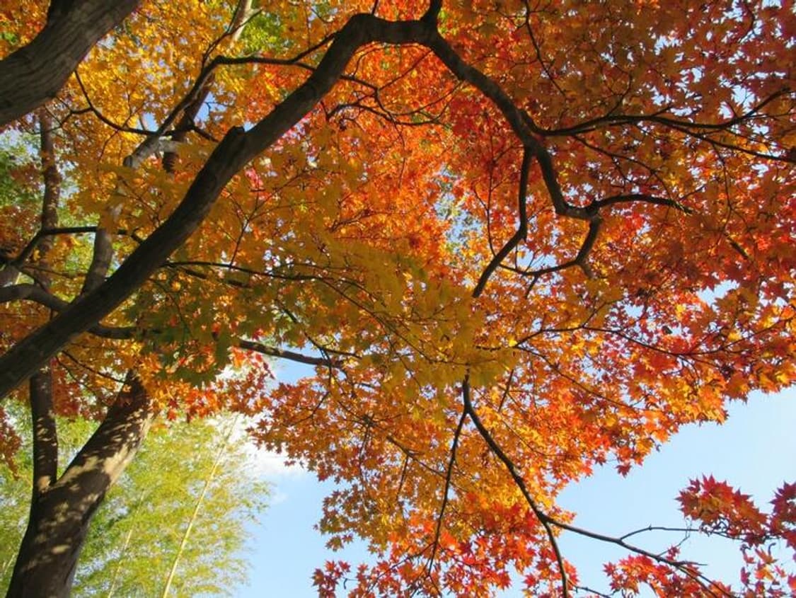 🌸캐논 IXY110F (IXUS140) 핑크 ✨ 상품이미지6