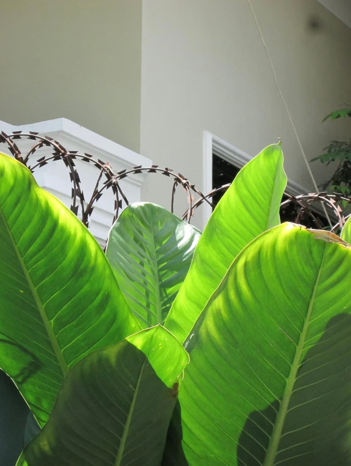 캐논 파워샷 A3500 디카 디지털카메라 상품이미지5