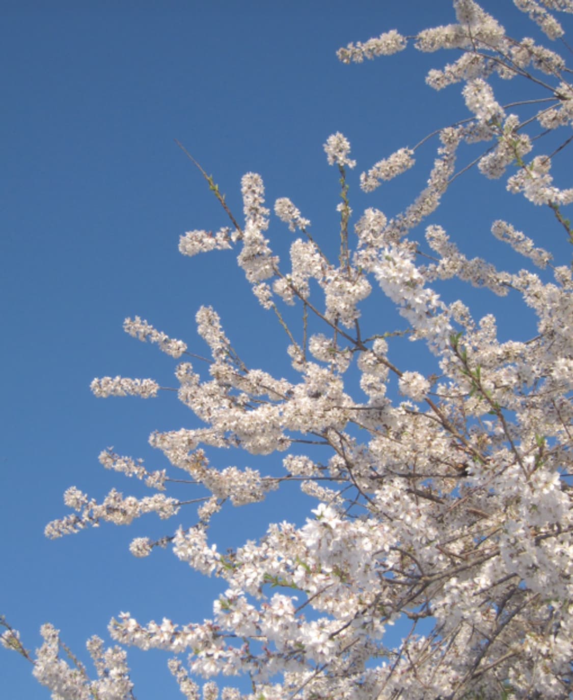 Canon ixus 110 is 빈티지 디카 작례 O 상품이미지8