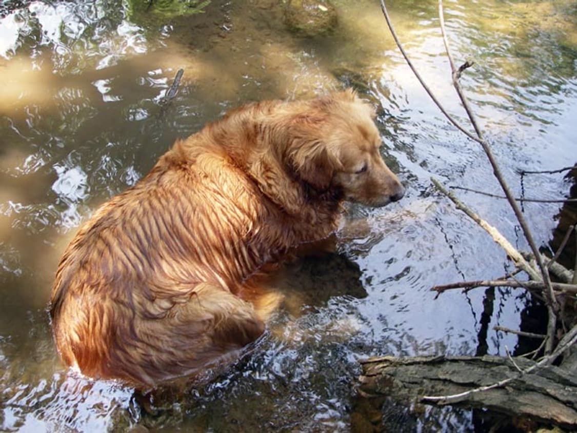 작례 있음!! 슬기디카 pentax optio WPI 상품이미지7