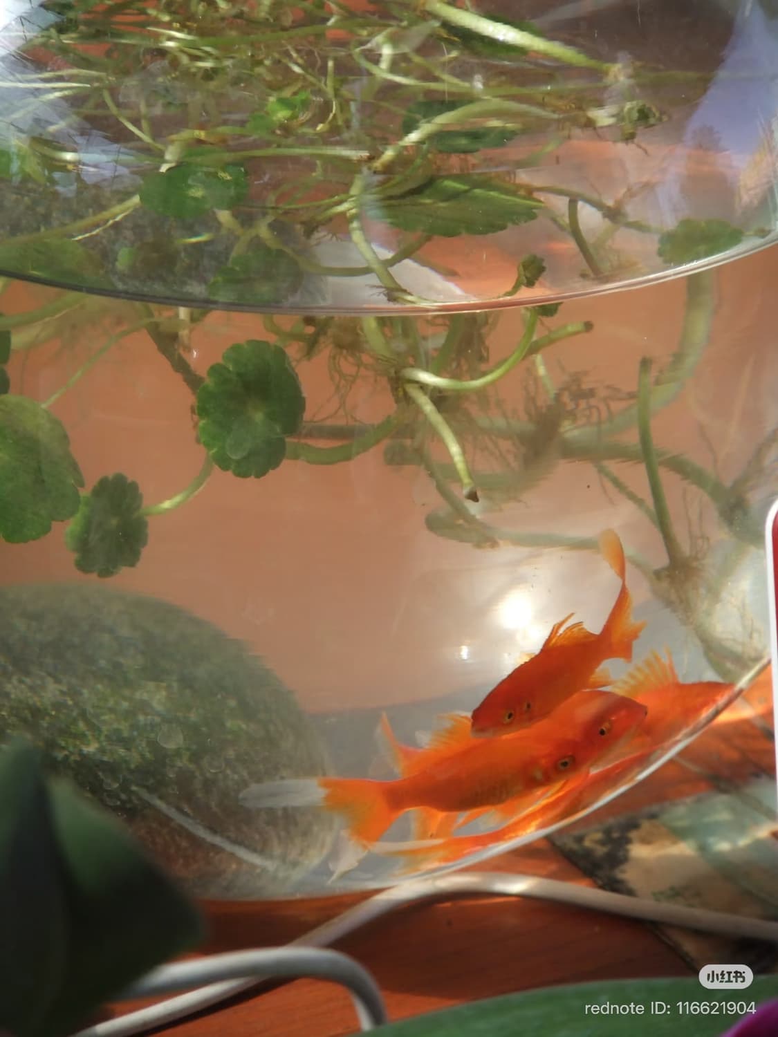 원희픽, 작례🪽후지필름 파인픽스 F80 EXR 상품이미지8