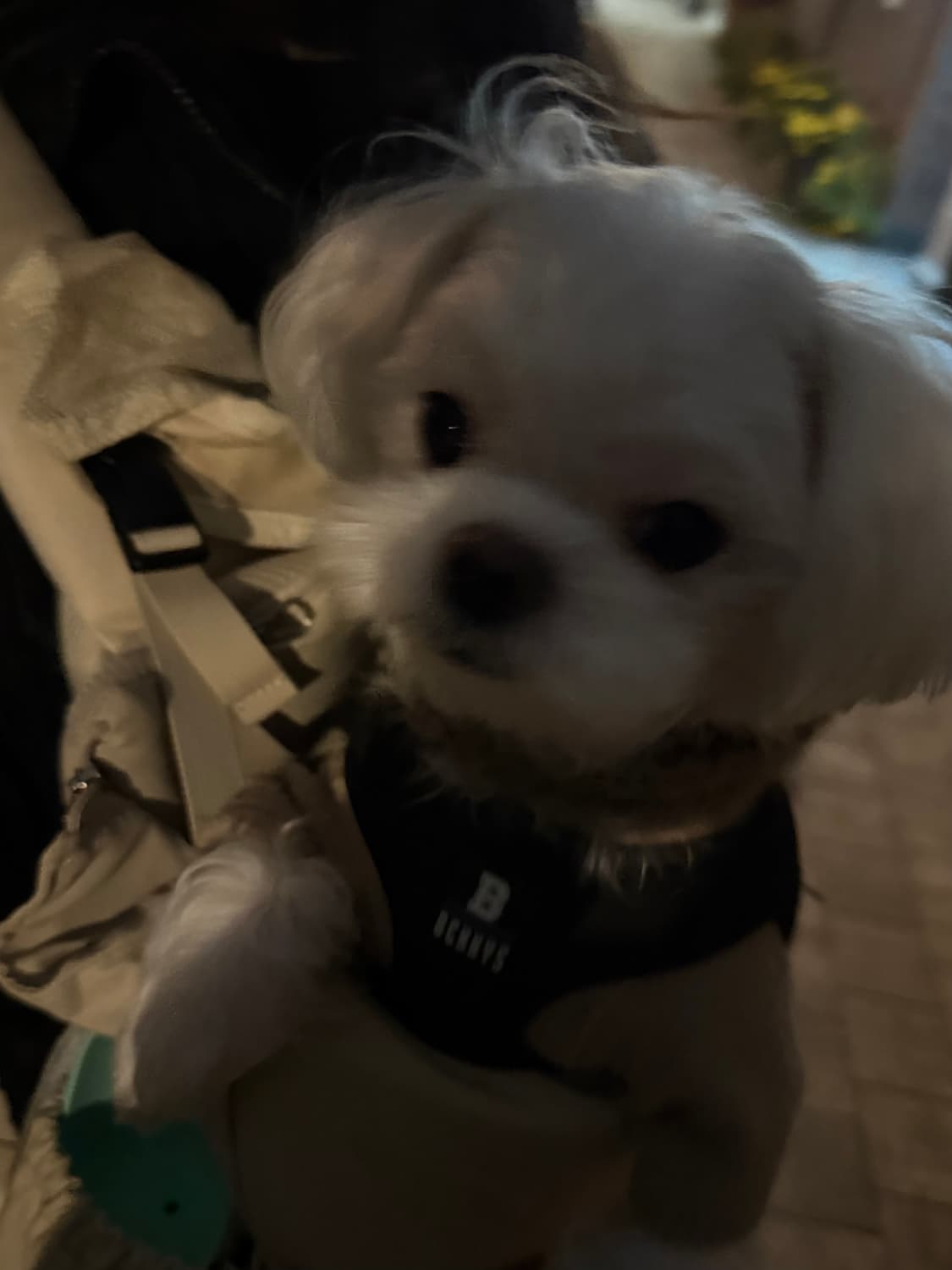 가니디 상품이미지1