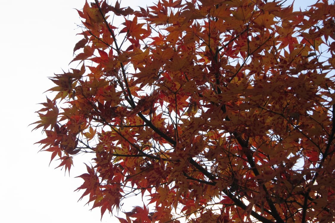 캐논 익서스 200 IS 실버 상품이미지7