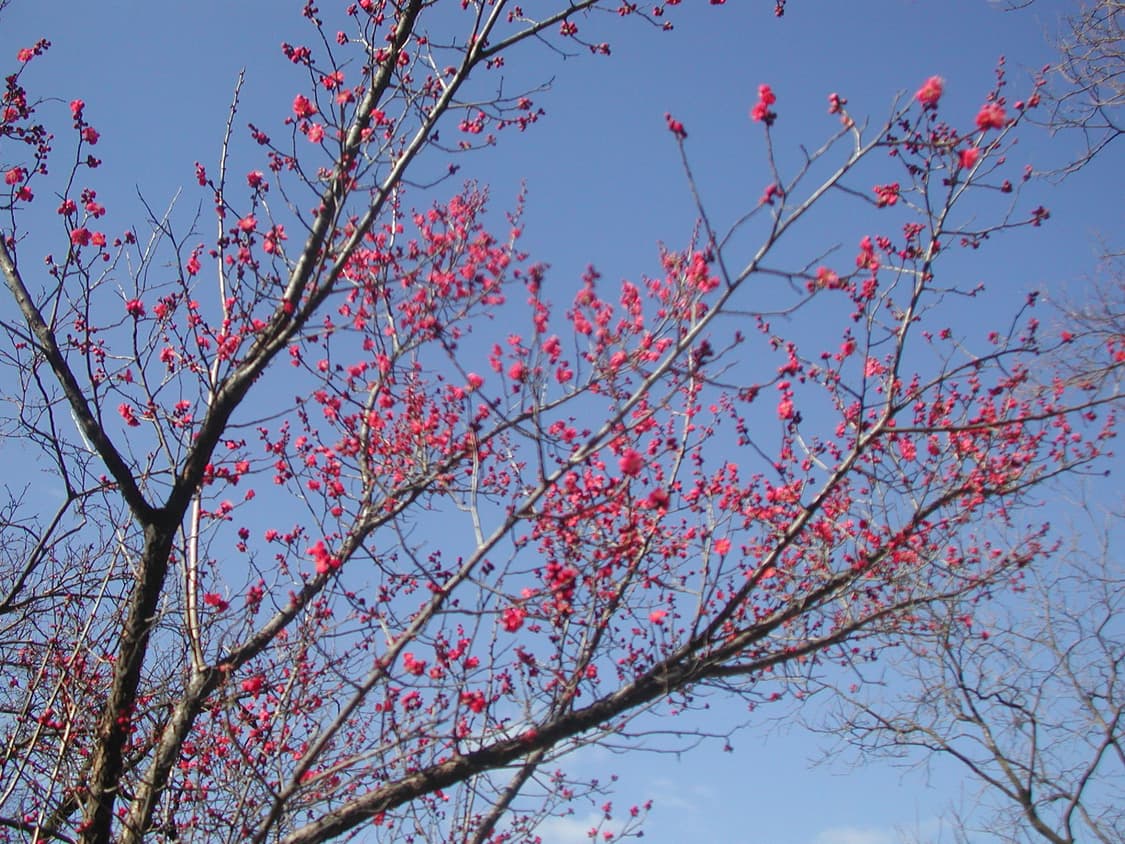 니콘 쿨픽스880 빈티지 디카(작례o) 상품이미지7