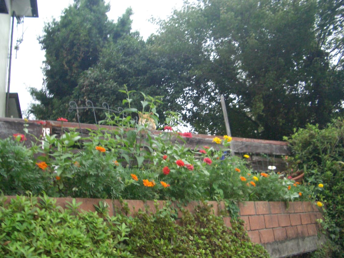 [희귀템] 카시오 EX-Z4 레드 - 크레들 포함 패키지 상품이미지5