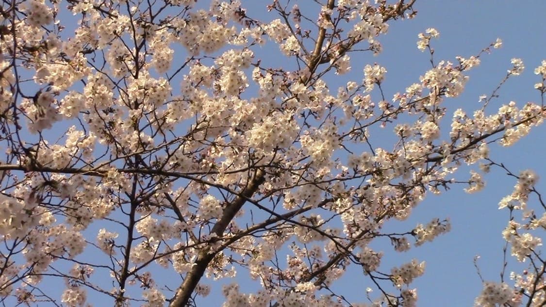 (작례O) 캐논 iVIS(VIXIA) HF R42 캠코더 상품이미지5