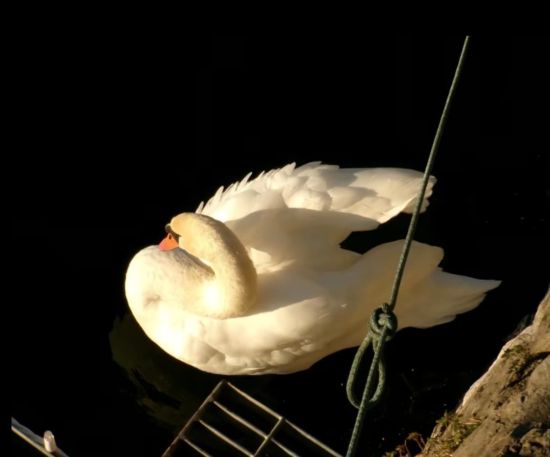 인기!) kodak fz55 빈티지 디카 !박스상품! 상품이미지6