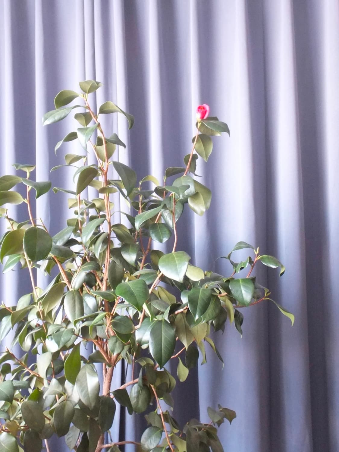 [작례/바로 사용] 니콘 쿨픽스 L19 디카 상품이미지6