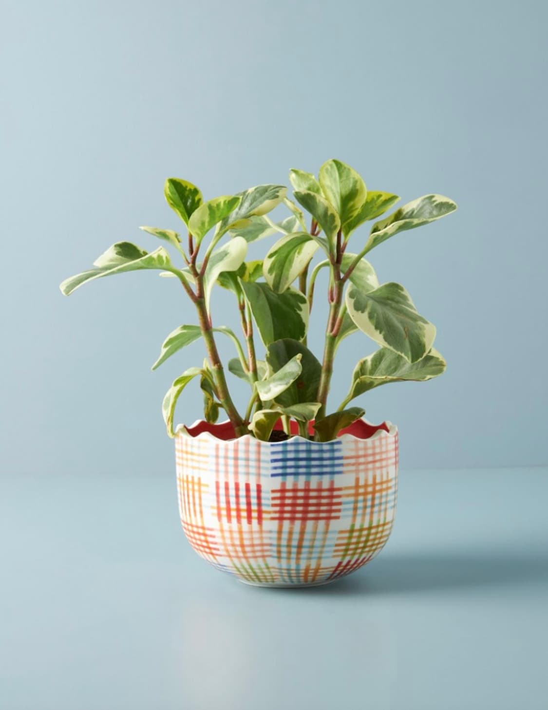 (새상품) Gingham Pot 상품이미지1