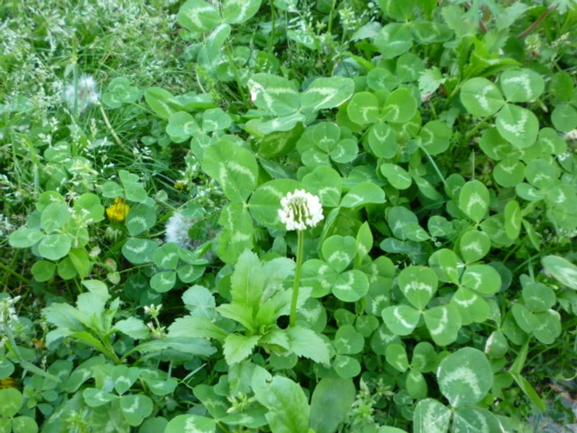 파나소닉 DMC-FS3 연핑크 연보라 빈티지 디카 작례 ⭕️ 헤 상품이미지8