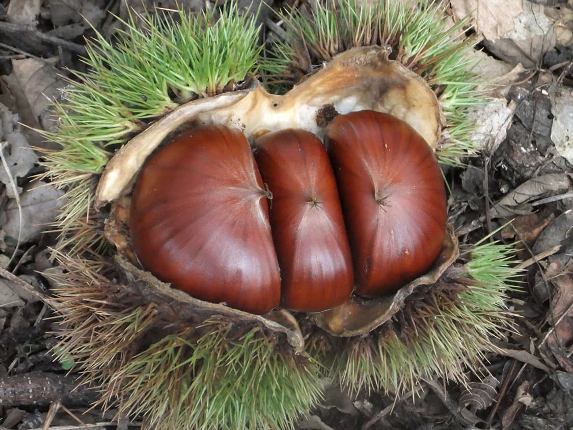 후지필름 파인픽스 FUJIFILM FinePix F80 EXR 실버 상품이미지4