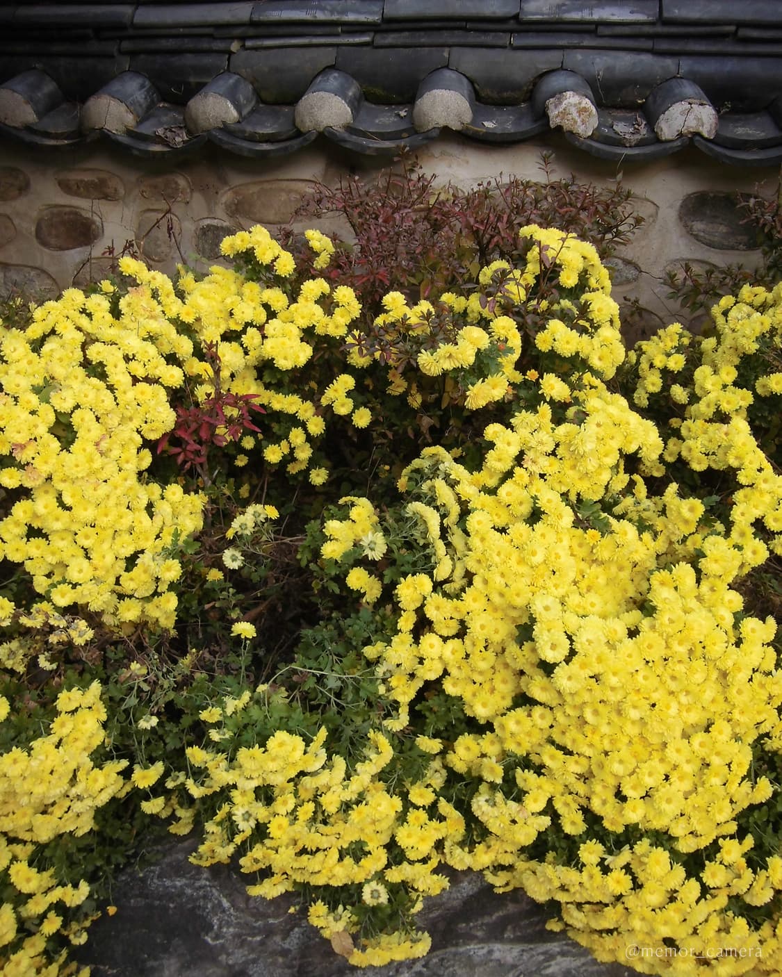 노란기 없는 뽀용작례✨CASIO EX-ZS6 카시오 디카 카메라 상품이미지6