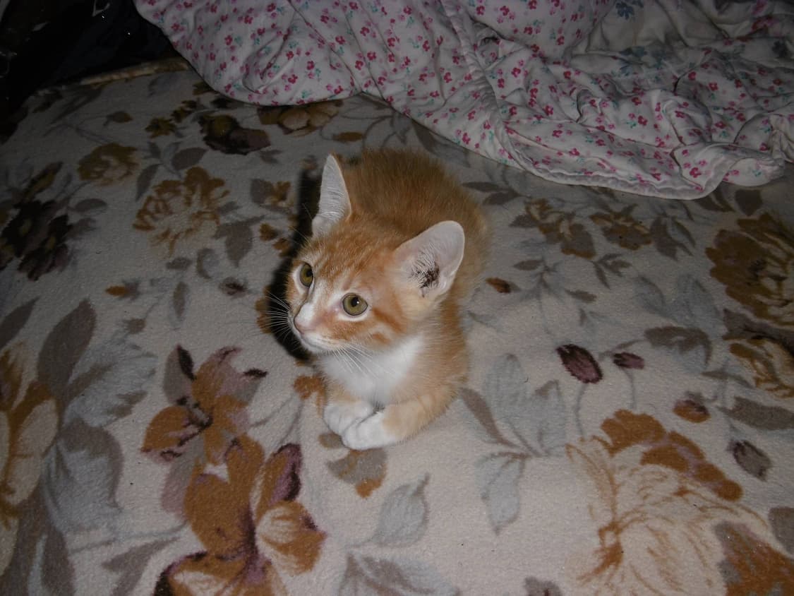 셀카 여신 완성! 플립 액정&와이파이, 파나소닉 LUMIX SZ10 상품이미지3