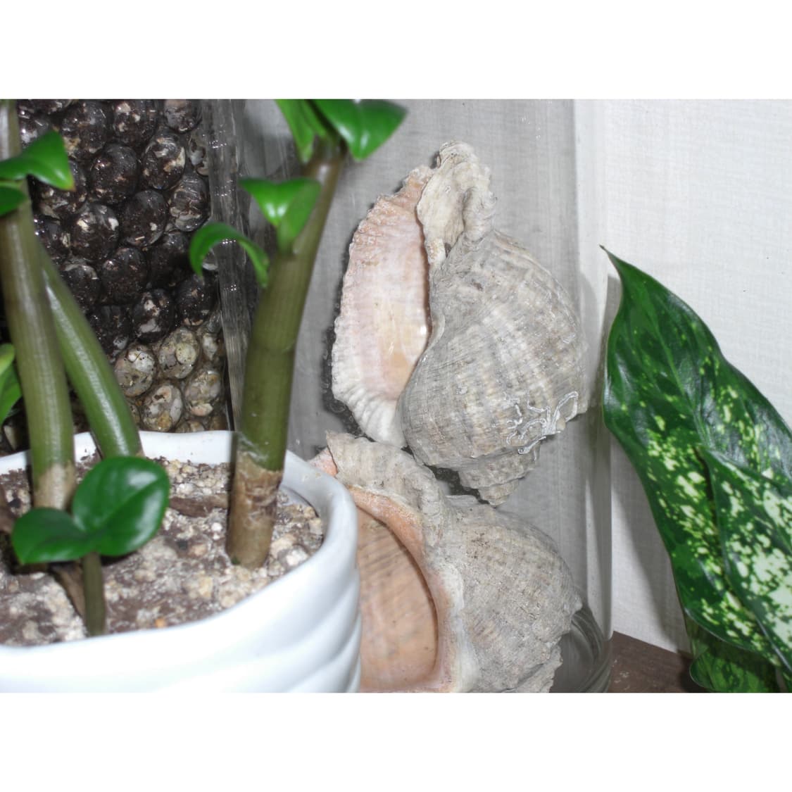 [작례] 카시오 z1050 상품이미지5