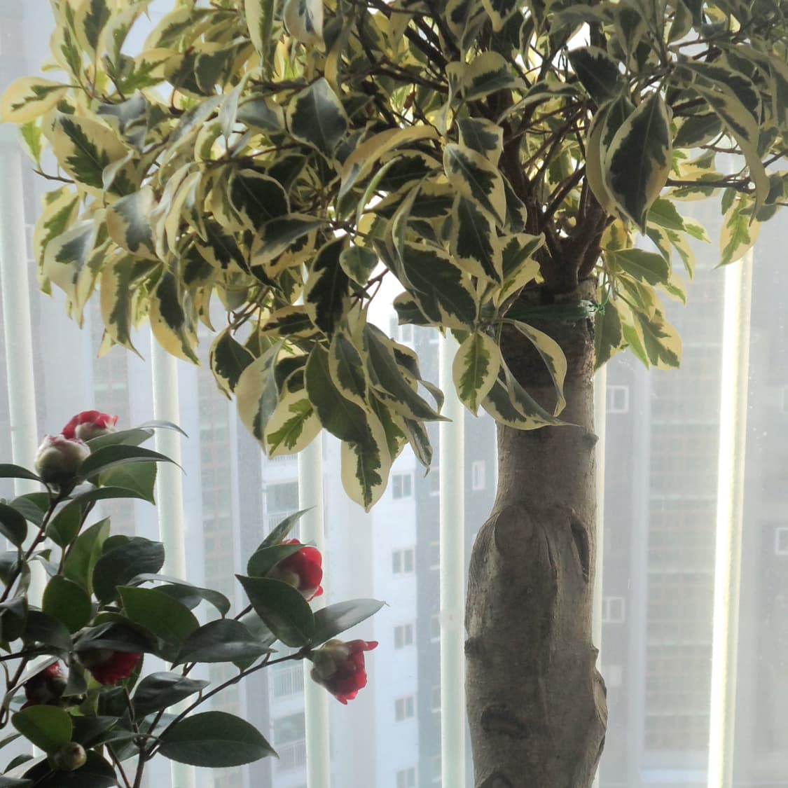 삼성 DV300F (셀카 화면) 한효주디카,작례o 상품이미지6