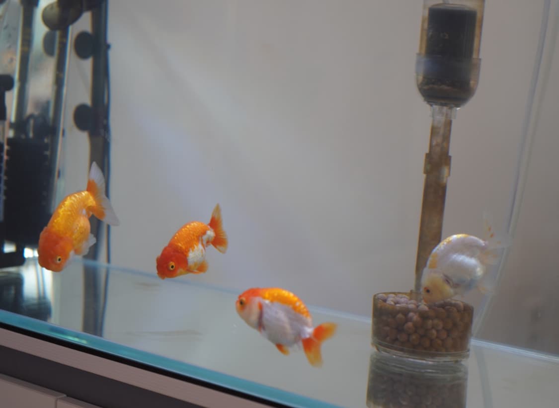 소니 zv-e10+사진첨부 상품이미지4