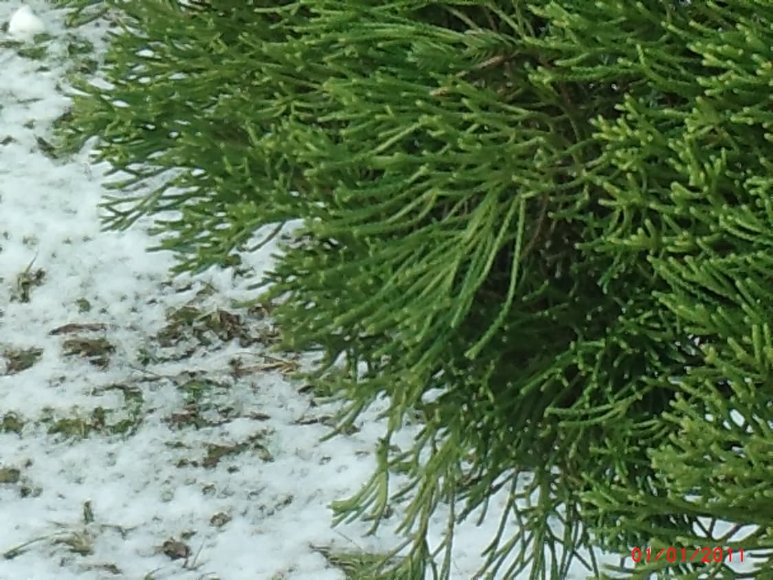 독일 아그파 AgfaPhoto Eclipse Explorer 상품이미지9