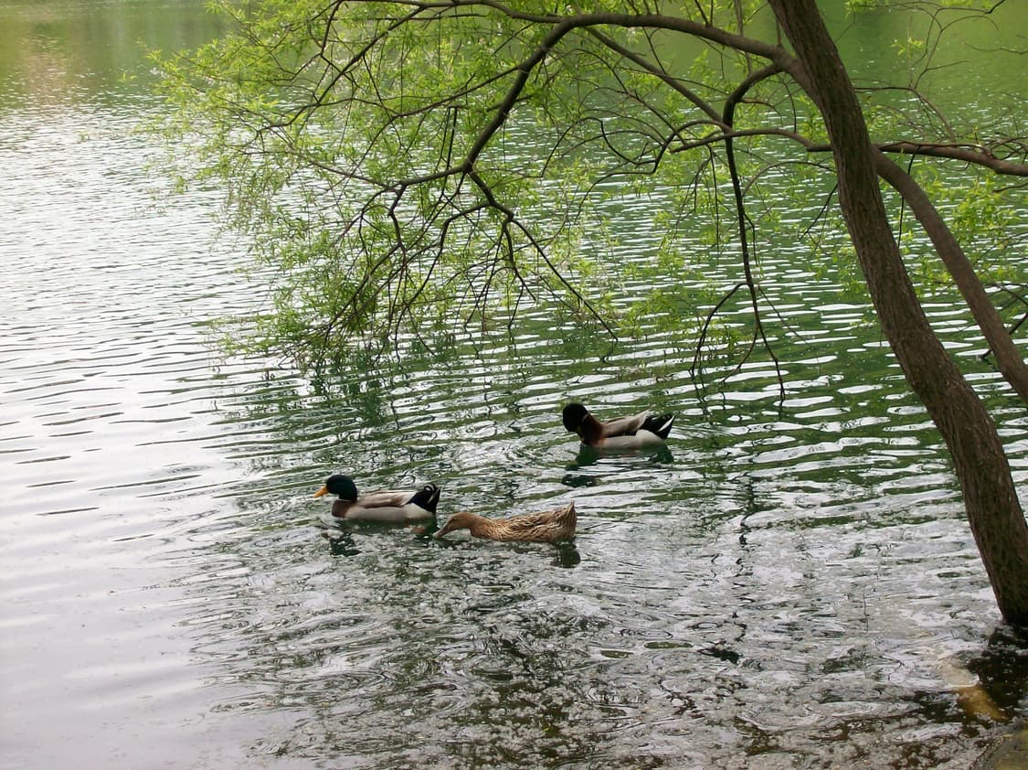 이지쉐어 C613 펄 화이트 Kodak Easyshare C613  상품이미지10