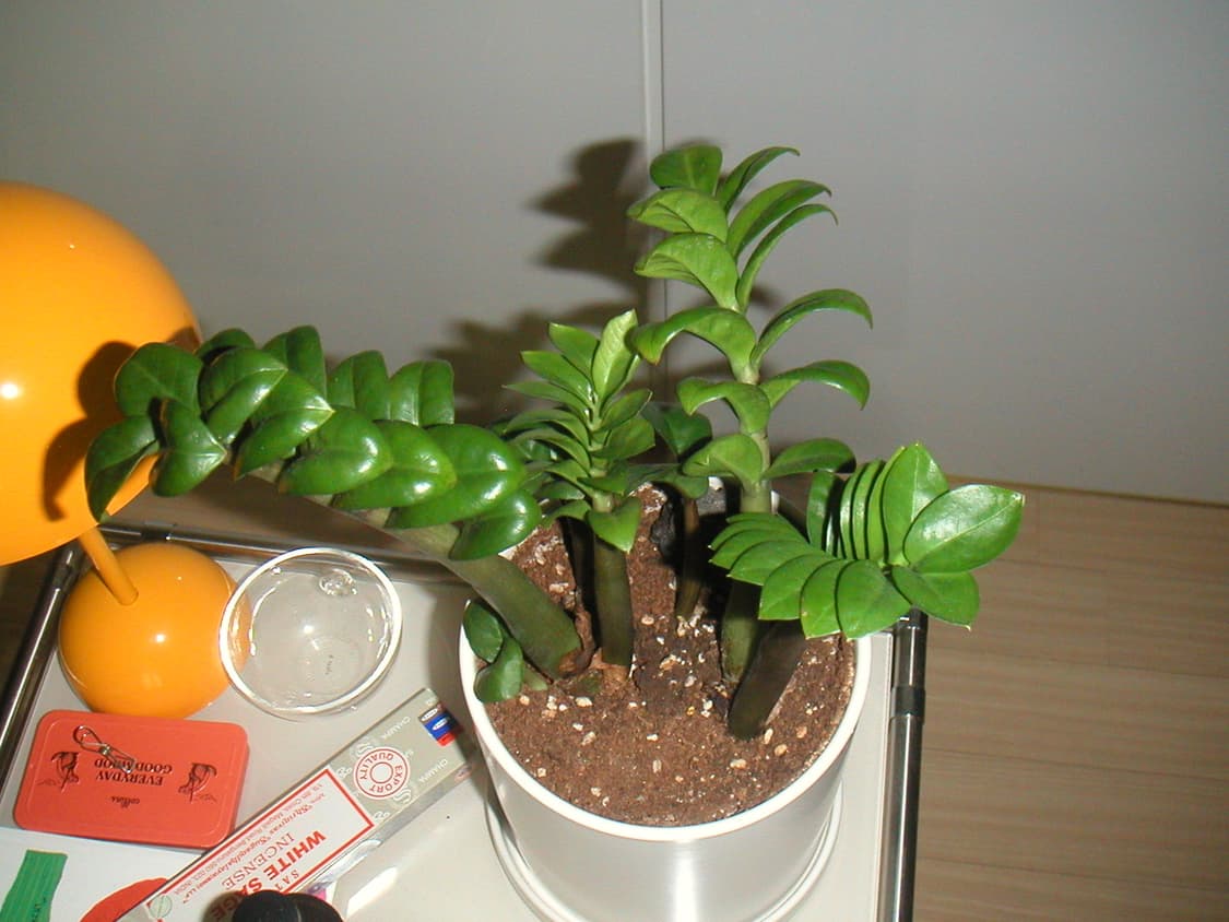 필카느낌 Minolta DiMAGE X 미놀타 빈티지 디카  상품이미지7