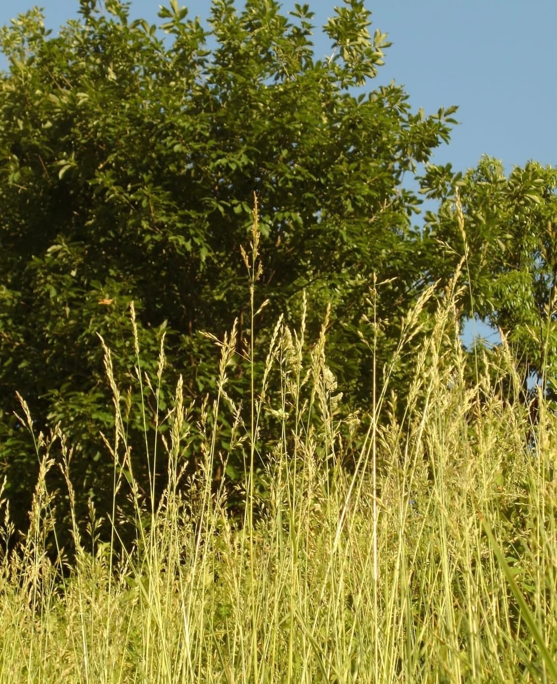 박스/새상품급) Rollei Flexline 140 롤라이 빈티지 디카  상품이미지7