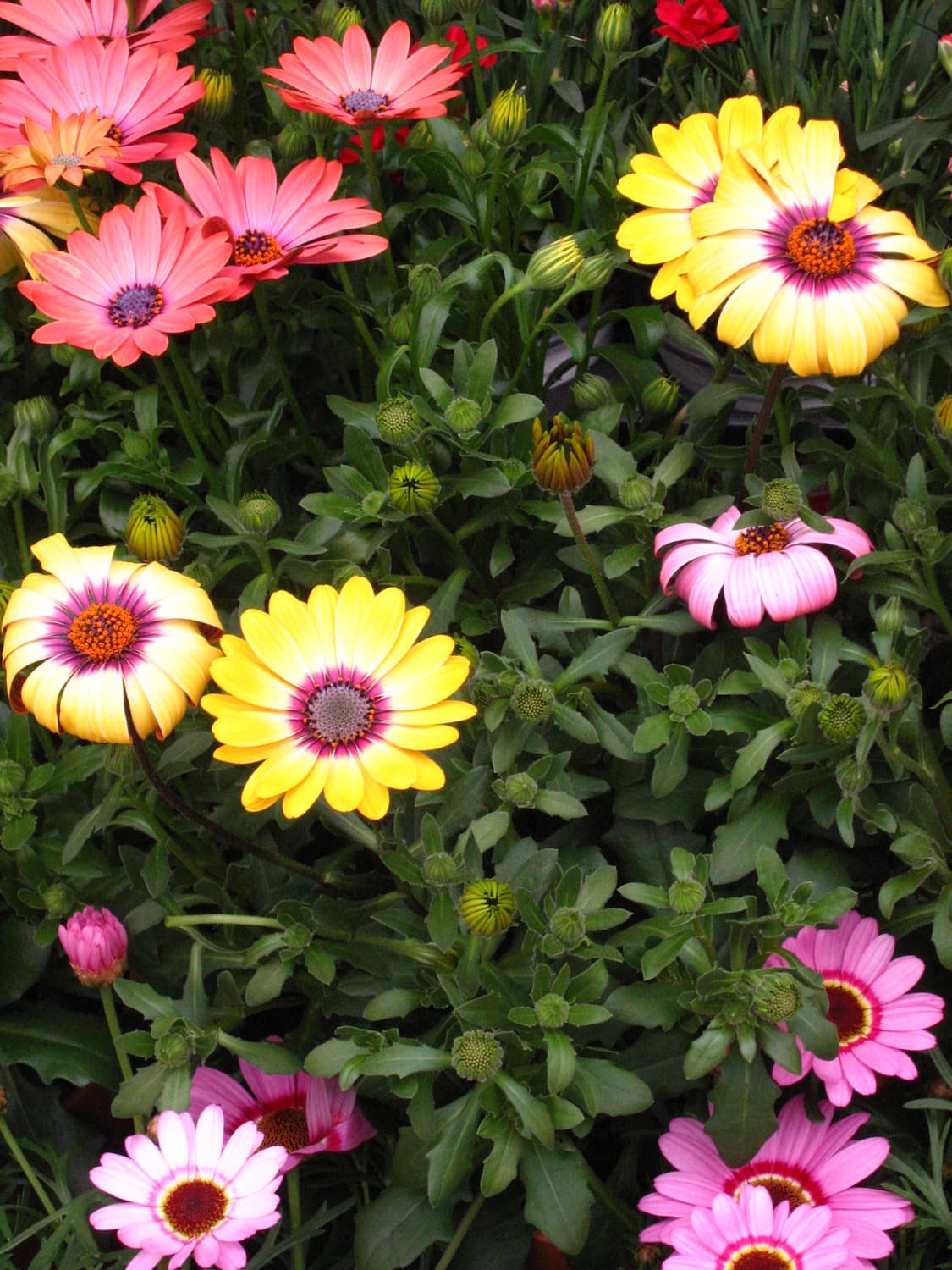 캐논 ixus800is 풀박스 (작례O) 상품이미지8