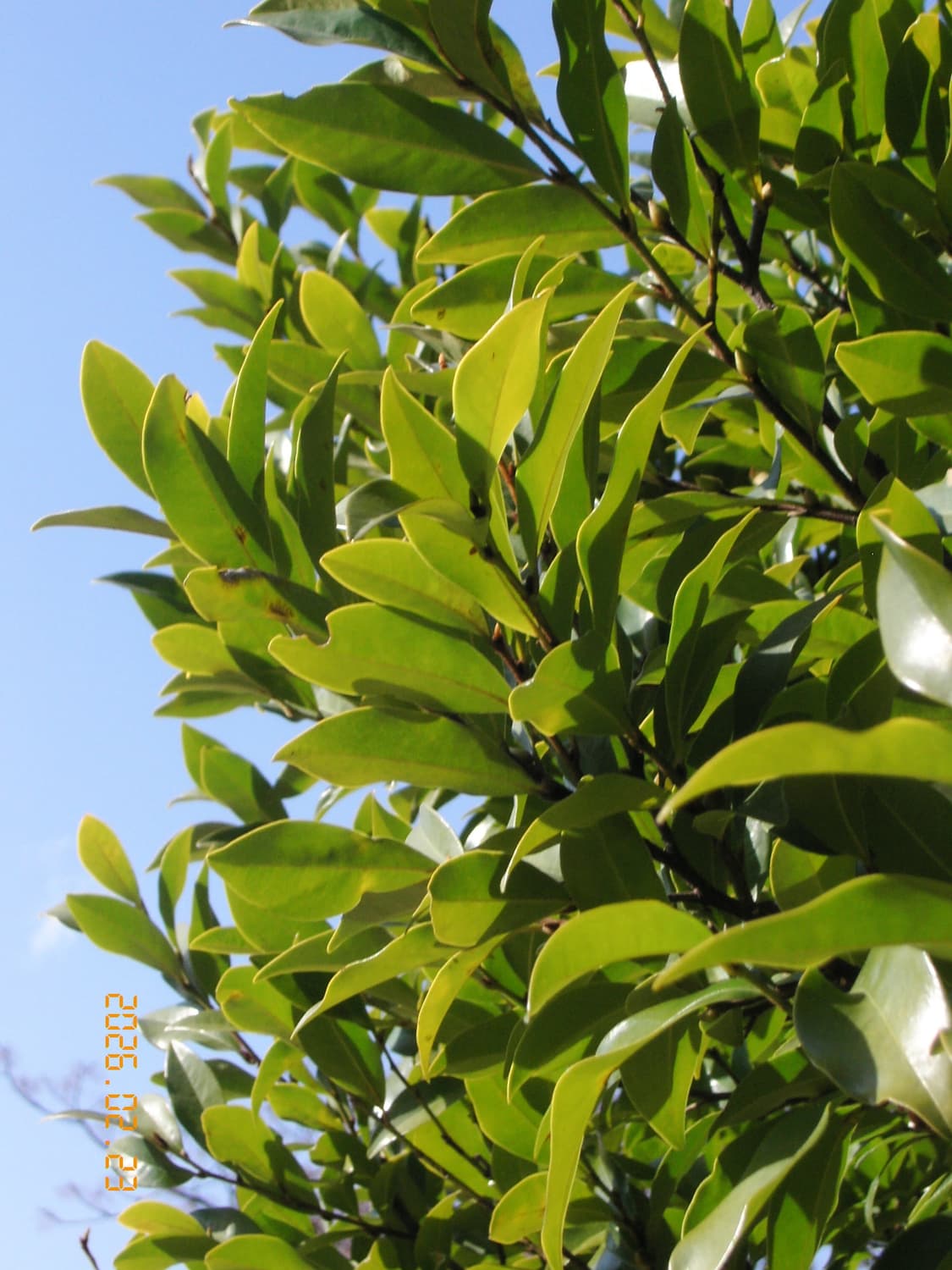 👻희귀👻교세라 파인캠 SL400（작례O） 상품이미지6